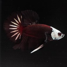 画像8: HMPK　ブラックレッドサムライ (8)
