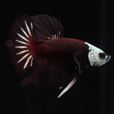 画像7: HMPK　ブラックレッドサムライ (7)