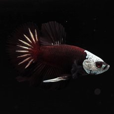 画像4: HMPK　ブラックレッドサムライ (4)