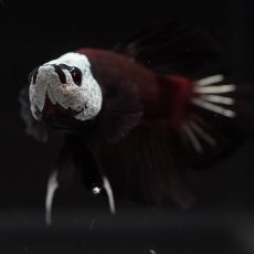 画像3: HMPK　ブラックレッドサムライ (3)