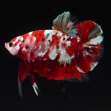 画像6: HMPK　鯉ギャラクシー (6)