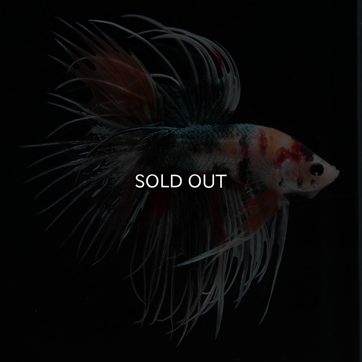画像9: CT　キャンディカッパー (9)