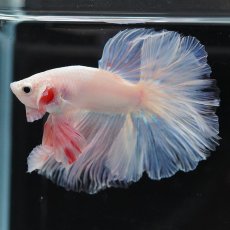 画像12: HM　ホワイトファンシー (12)