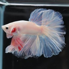 画像11: HM　ホワイトファンシー (11)
