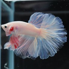 画像5: HM　ホワイトファンシー (5)
