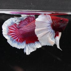 画像5: HMPKダンボ　ラベンダーバタフライ (5)