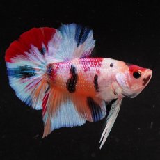 画像10: HMPK　キャンディ (10)