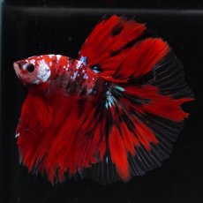 画像8: HM　鯉　クリアフィン (8)