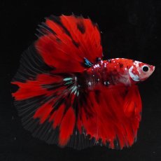 画像1: HM　鯉　クリアフィン (1)