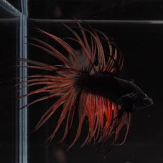 画像12: CT　ブラックマスタード　変わり柄 (12)
