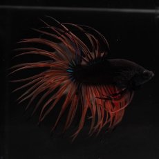 画像11: CT　ブラックマスタード　変わり柄 (11)