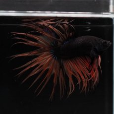 画像10: CT　ブラックマスタード　変わり柄 (10)