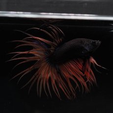 画像8: CT　ブラックマスタード　変わり柄 (8)