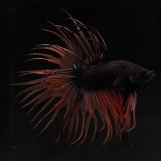 画像1: CT　ブラックマスタード　変わり柄 (1)