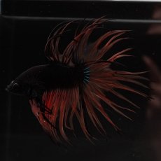 画像6: CT　ブラックマスタード　変わり柄 (6)