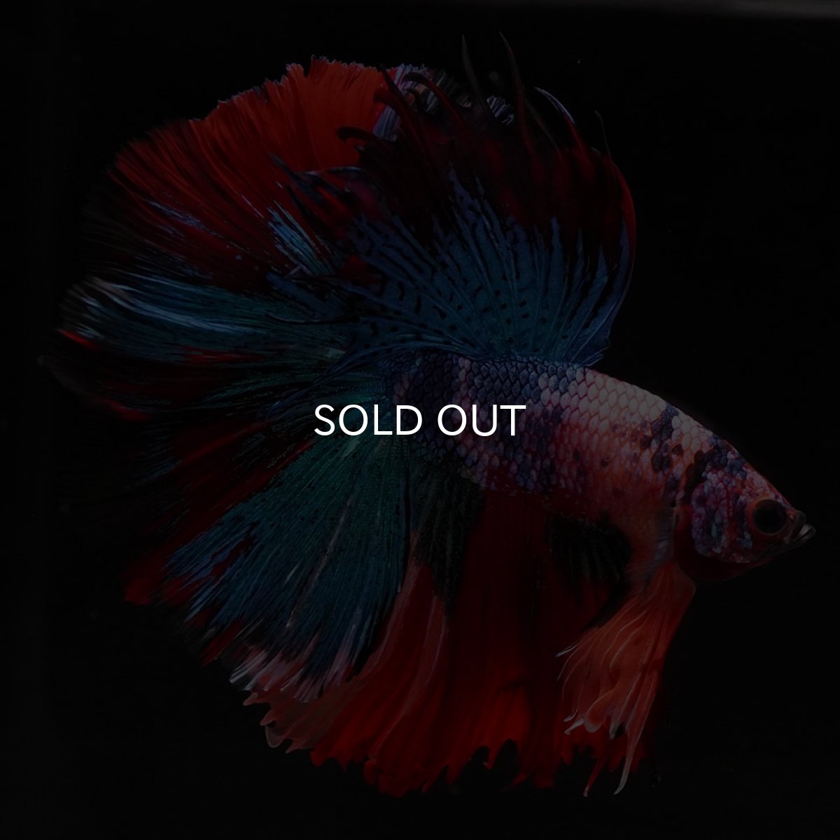 画像1: HM　キャンディ (1)