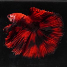 画像5: HM　鯉　変わり柄 (5)