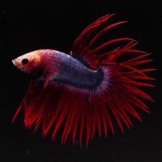 画像7: CT　タイフラッグ (7)
