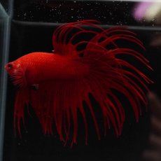 画像8: CT　ソリッドレッド (8)