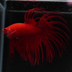 画像6: CT　ソリッドレッド (6)