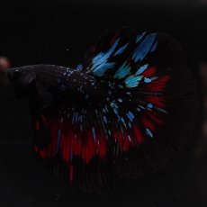 画像8: HM　ブラックスター (8)