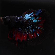 画像7: HM　ブラックスター (7)