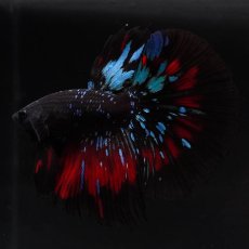 画像4: HM　ブラックスター (4)