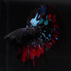 画像1: HM　ブラックスター (1)