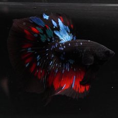 画像2: HM　ブラックスター (2)