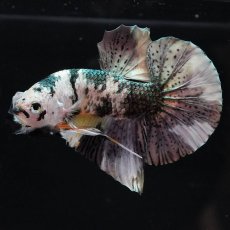 画像13: HMPK　ホワイトカッパーマーブル (13)