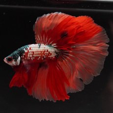 画像7: HM　キャンディカッパー (7)