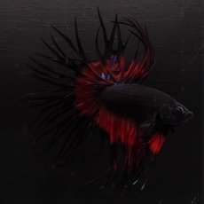 画像1: CT　ブラックオーキッド　変わり柄 (1)