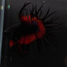 画像11: CT　ブラックオーキッド　変わり柄 (11)