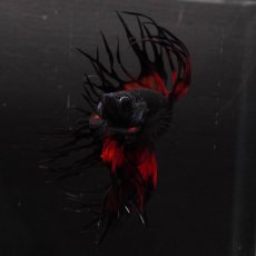 画像3: CT　ブラックオーキッド　変わり柄 (3)