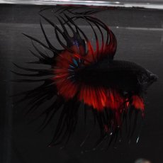 画像4: CT　ブラックオーキッド　変わり柄 (4)