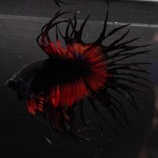 画像10: CT　ブラックオーキッド　変わり柄 (10)