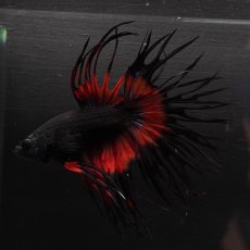 画像2: CT　ブラックオーキッド　変わり柄 (2)