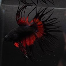 画像9: CT　ブラックオーキッド　変わり柄 (9)
