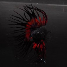 画像8: CT　ブラックオーキッド　変わり柄 (8)