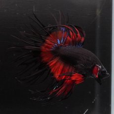 画像6: CT　ブラックオーキッド　変わり柄 (6)