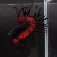 画像7: CT　ブラックオーキッド　変わり柄 (7)
