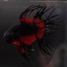 画像5: CT　ブラックオーキッド　変わり柄 (5)
