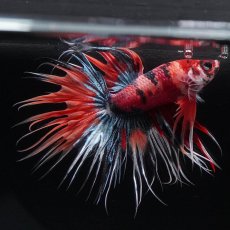 画像3: CT　キャンディ (3)