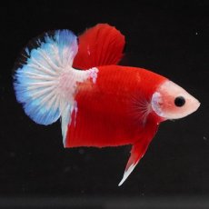 画像9: HMPK　紅白 (9)
