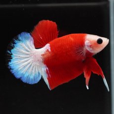 画像6: HMPK　紅白 (6)