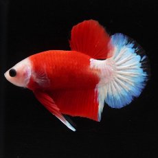 画像7: HMPK　紅白 (7)