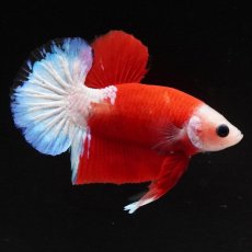 画像4: HMPK　紅白 (4)