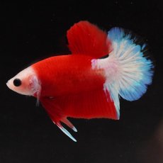 画像5: HMPK　紅白 (5)