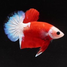 画像1: HMPK　紅白 (1)