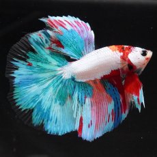 画像1: HM　キャンディレインボー (1)
